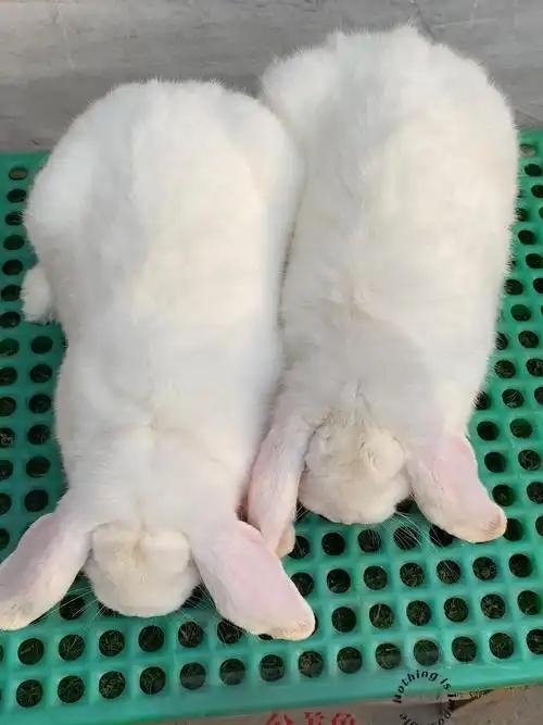 大体型公羊兔健康包活喜欢宠物和肉兔的不错选择